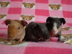 Morčátka dlouhosrstá i nahatá s PP