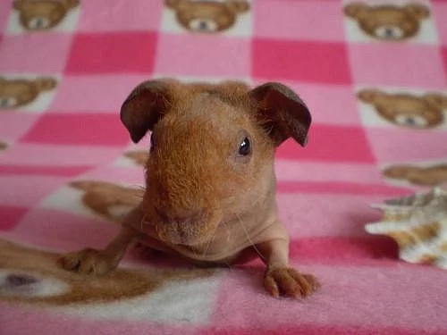 Morčátka dlouhosrstá i nahatá s PP