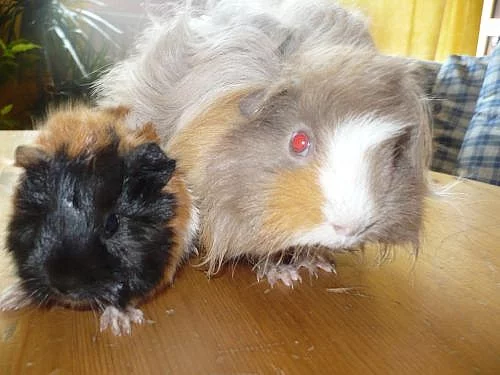 morče Lunkarya Peruánec