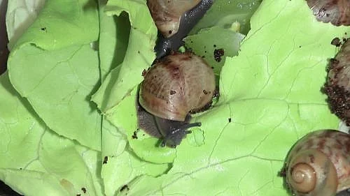 Archachatina marginata suturalis