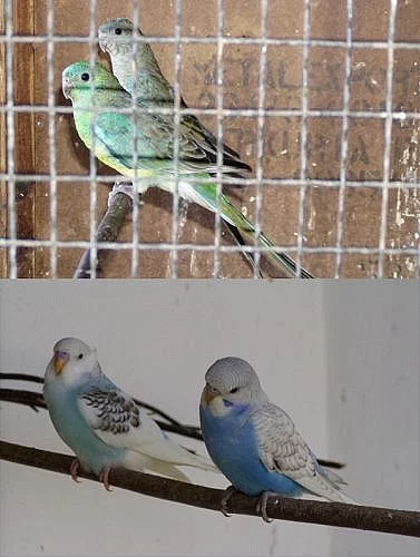 Papoušci zpěvaví přírodní + andulky