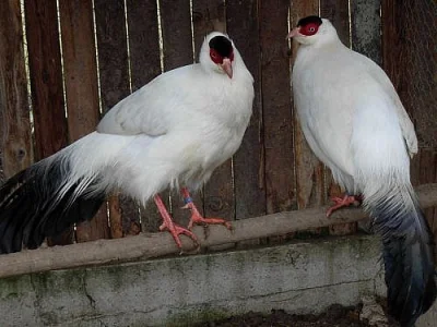 PRODÁM