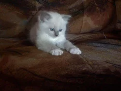 RAGDOLL koťátka s PP