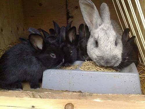 Prodám králíky Velké světlé stříbrné