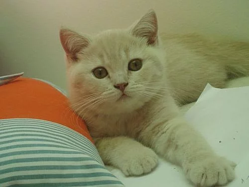 Britská krémová koťátka s PP