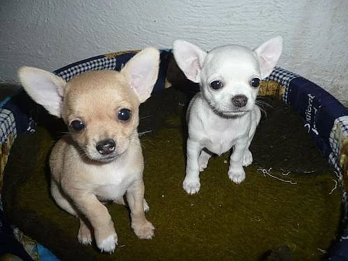 čivava mazlíčci na odběr