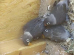 AGAPORNIS ŠKARABOŠKOVÝ-MAUVE