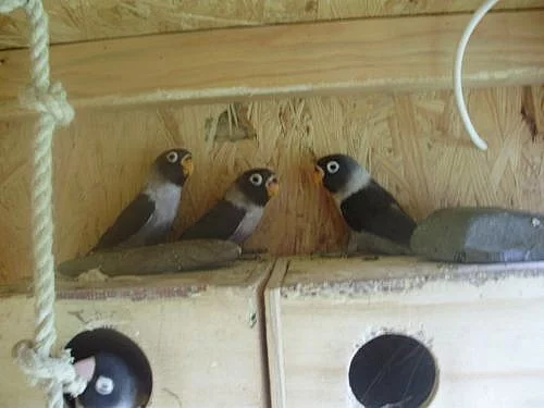 AGAPORNIS ŠKARABOŠKOVÝ-MAUVE