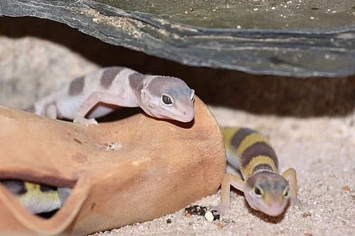 gekončík noční (Eublepharis macularius)