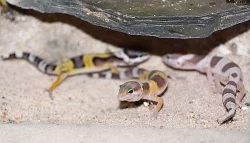 gekončík noční (Eublepharis macularius)