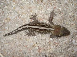 Gekon madagaskarský (Paroedura pictus)