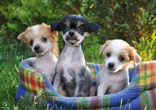 Čínský chocholatý pes