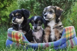 Čínský chocholatý pes