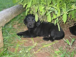 Prodám štěnata Labradora