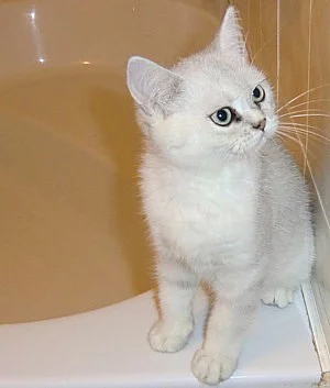 Britský kocourek (činčila)