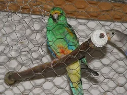 Papoušek mnohobarvý