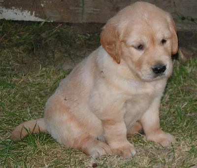 Zlatý retriever