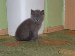 Britská modrá koťata