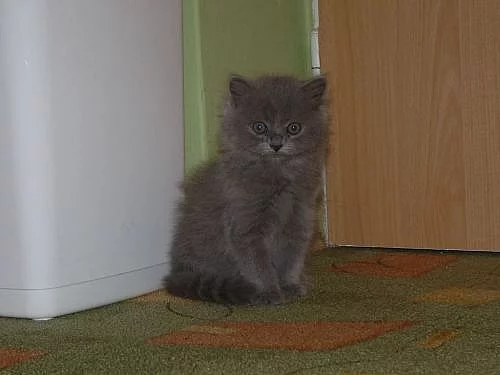 Britská modrá koťata