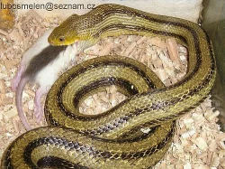 Prodám užovky a korálovky