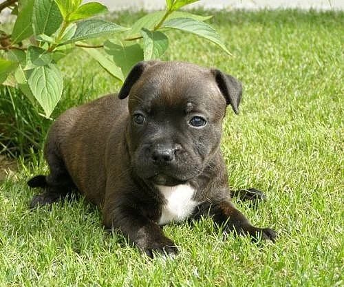 Stafordšírský bullteriér s PP