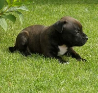 Stafordšírský bullteriér s PP