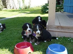 Bernský salašnický pes