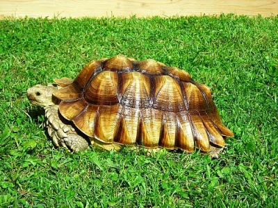 Želva ostuhatá