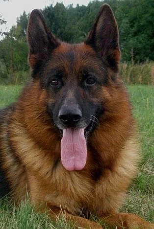 Německý ovčák - štěňata