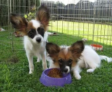 Papillon