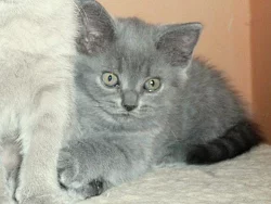 Britská koťátka s PP,