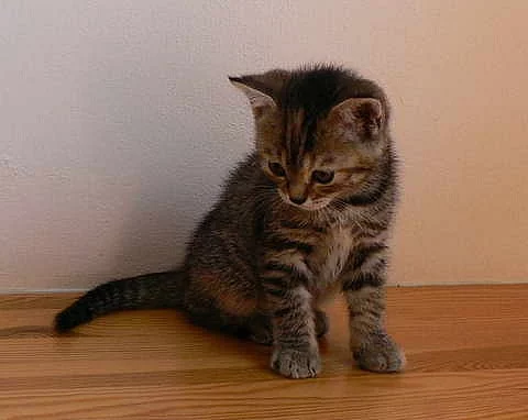 Britská koťátka s PP 