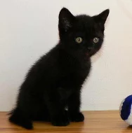 Britská koťátka s PP 