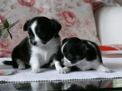 Čivava - modrá, čokoládová, černobílá