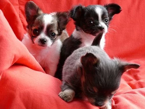 Čivava - modrá, čokoládová, černobílá