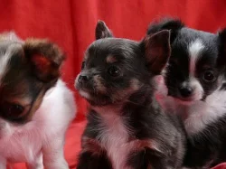 Čivava - modrá, čokoládová, černobílá