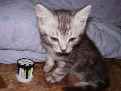 Krásná koťátka