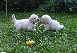 Zlatý retriever - štěňátka s PP