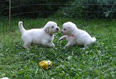Zlatý retriever - štěňátka s PP