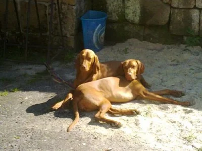 Maďarský ohař Vizsla  - štěňata