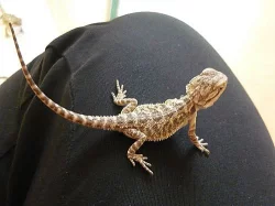 AGAMA VOUSATÁ (Pogona vitticeps) mláďatka
