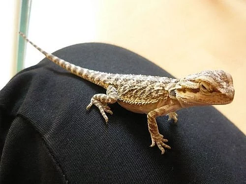 AGAMA VOUSATÁ (Pogona vitticeps) mláďatka