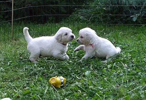 Zlatý retriever - štěňátka s PP