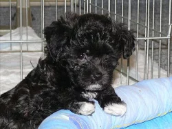 Barevný boloňský psík – fenečka s PP