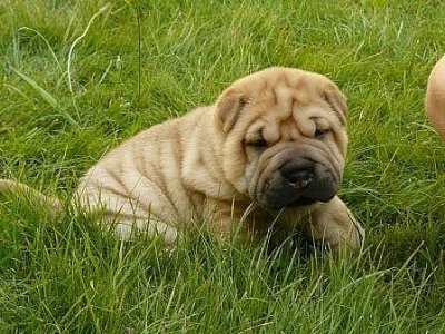 Šarpej (Shar Pei) špičková štěňata s PP