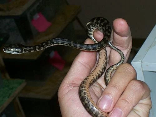 Morelia spilota variegata