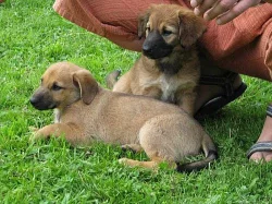 Darujeme krásná štěňátka křížence vlčáka