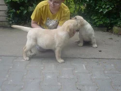 labradorský retriever