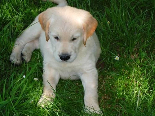 Zlatý retriever