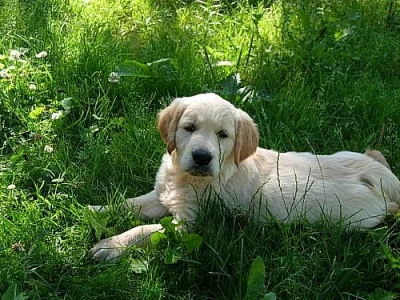 Zlatý retriever